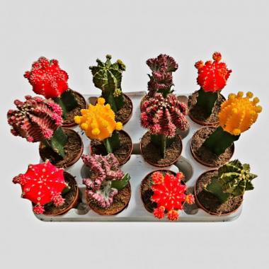 UNIDAD DE INJERTO DE COLORES M-8,5